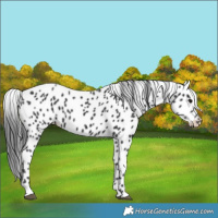 Horse Color:Black Leopard 