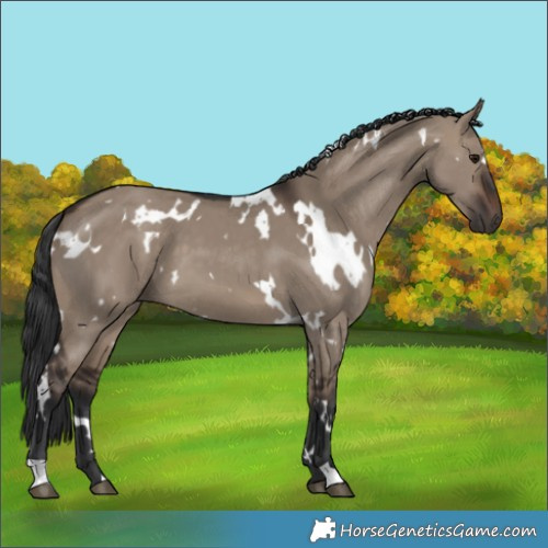 Horse Color:White Spotted Brown Dun