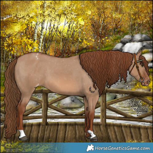 Horse Color:Red Dun Varnish 