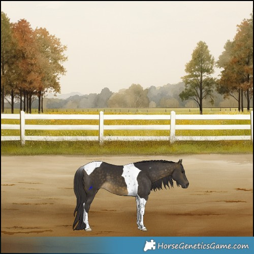 Horse Color:Buckskin Tobiano 