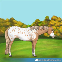 Horse Color:Chestnut Frame Near Leopard 
