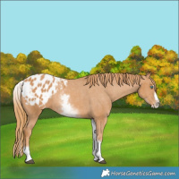 Horse Color:White Spotted Chestnut Splash Blanket 