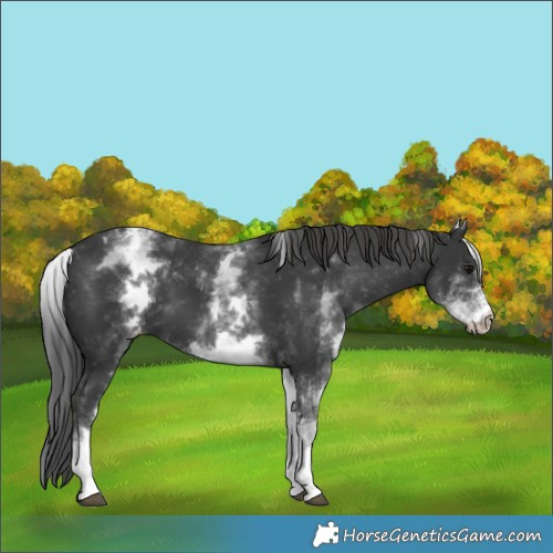 Horse Color:White Spotted Black Appaloosa 