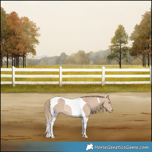 Horse Color:Perlino Tobiano Rabicano 