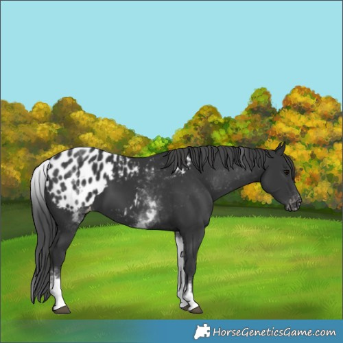 Horse Color:White Spotted Black Appaloosa
