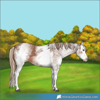 Horse Color:White Spotted Chestnut Splash Varnish 