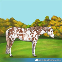 Horse Color:White Spotted Chestnut Splash Leopard 