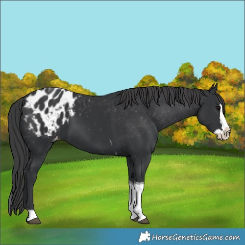 Horse Color:Black Splash Tobiano Appaloosa 