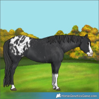 Horse Color:Black Splash Tobiano Appaloosa 