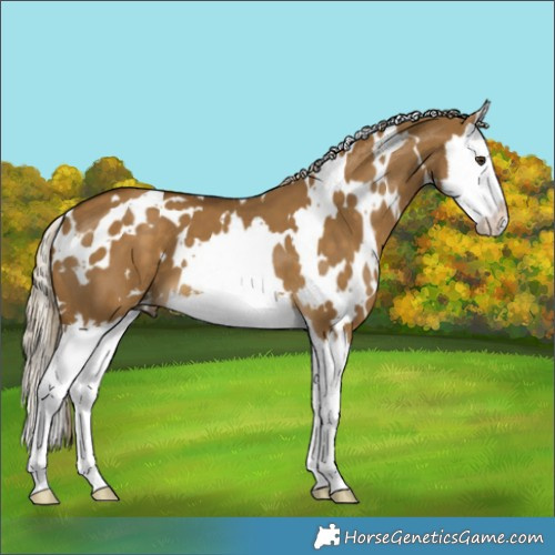Horse Color:White Spotted Chocolate Palomino Dun Splash