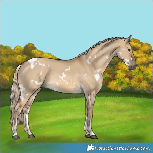 Horse Color:White Spotted Chocolate Palomino Dun 