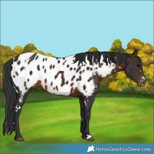 Horse Color:White Spotted Brown Blanket 