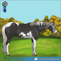 Horse Color:Gray Silver Black Splash Tobiano Frame