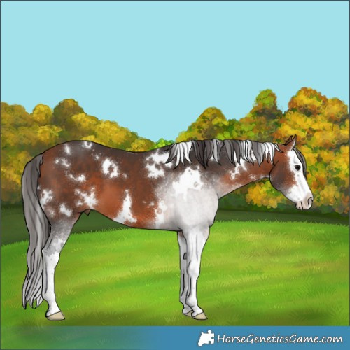 Horse Color:White Spotted Bay Splash 