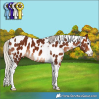 Horse Color:Silver Brown Splash Tobiano Appaloosa 