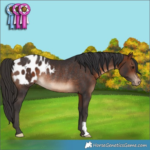 Horse Color:Brown Blanket Rabicano