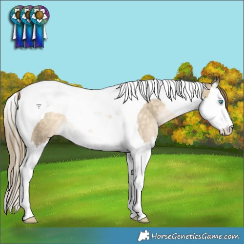 Horse Color:Buckskin Pearl Splash Tobiano Varnish Rabicano 