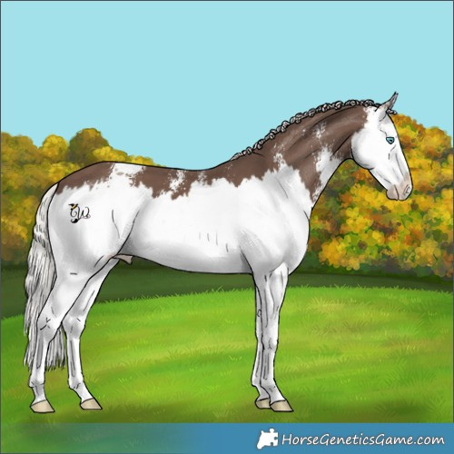 Horse Color:Silver Black Sabino Splash