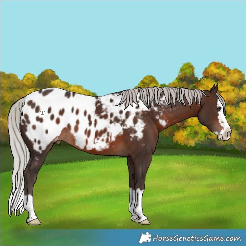 Horse Color:Silver Brown Splash Appaloosa