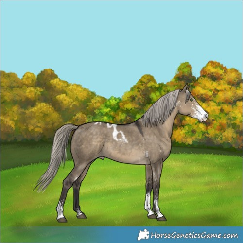 Horse Color:Silver Smoky Grullo Sabino Skewed Appaloosa 