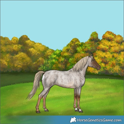 Horse Color:Unknown 