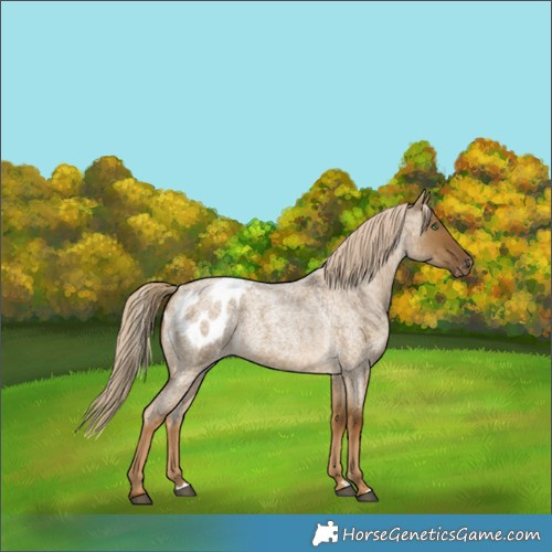 Horse Color:Chocolate Palomino Roan Dun Appaloosa