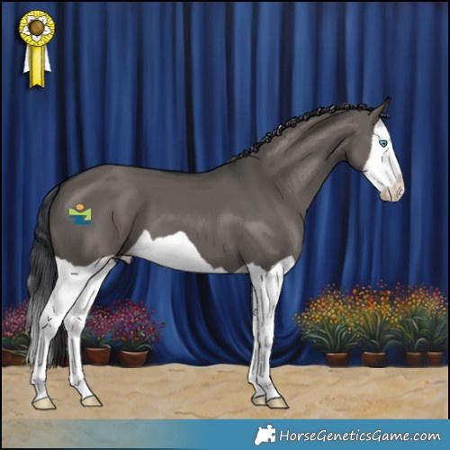 Horse Color:Grullo Splash 