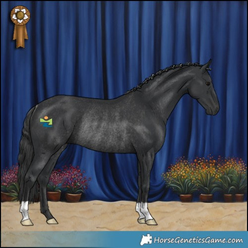 Horse Color:Black Rabicano 