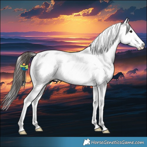 Horse Color:Bay Roan Splash Appaloosa 