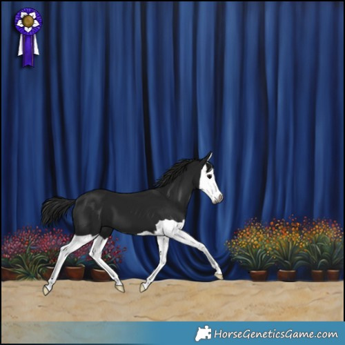 Horse Color:Gray Black Splash 