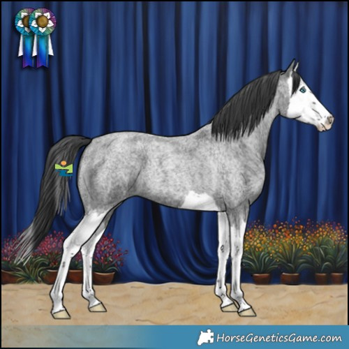 Horse Color:Blue Roan Splash