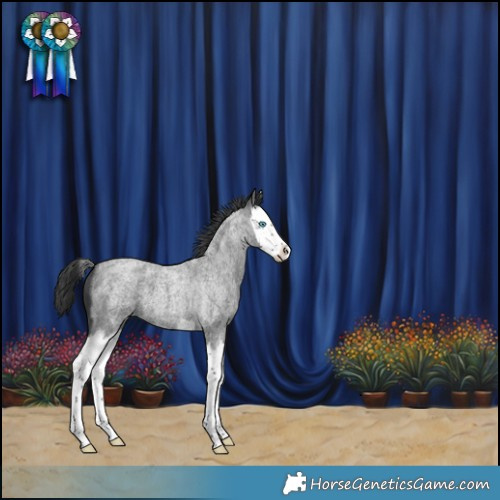 Horse Color:Blue Roan Splash 