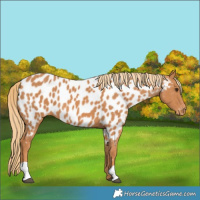 Horse Color:Chestnut Near Leopard