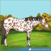 Horse Color:Bay Near Leopard
