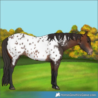 Horse Color:Brown Near Leopard