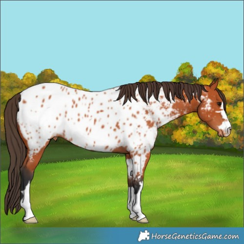 Horse Color:Bay Near Leopard
