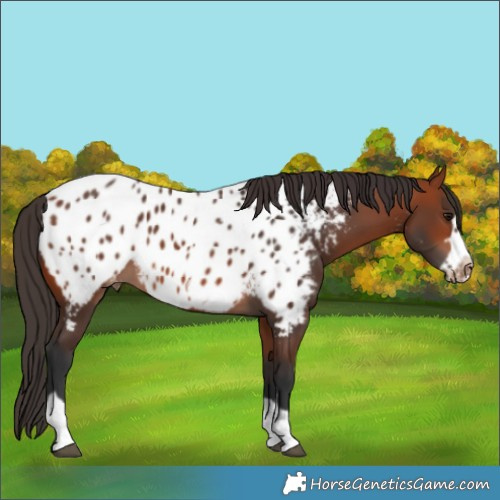 Horse Color:Bay Frame Near Leopard 