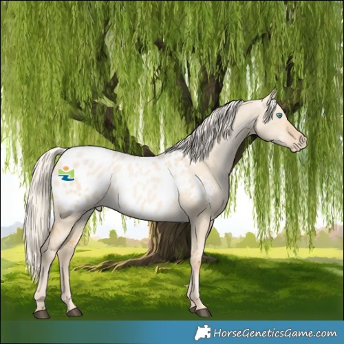 Horse Color:Palomino Dun Appaloosa 