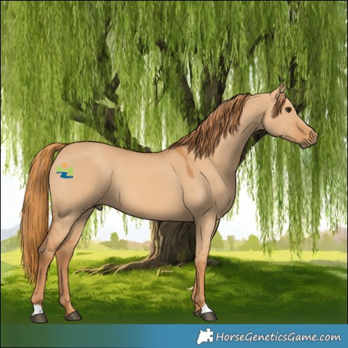 Horse Color:Red Dun 