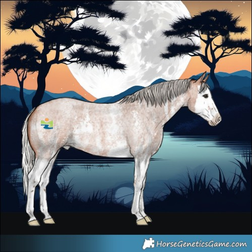 Horse Color:Silver Bay Roan Sabino Splash 