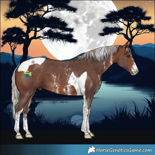 Horse Color:Silver Bay Sabino Tobiano 