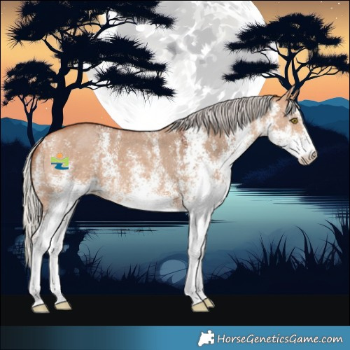 Horse Color:White Spotted Silver Bay Dun 