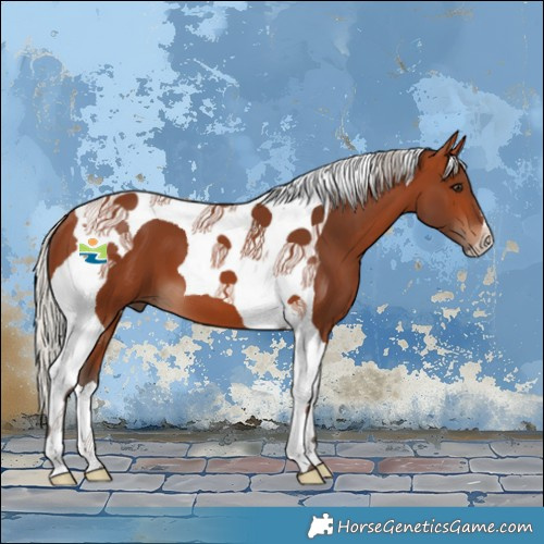Horse Color:Silver Brown Tobiano 