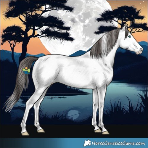 Horse Color:Smoky Black Splash Near Fewspot