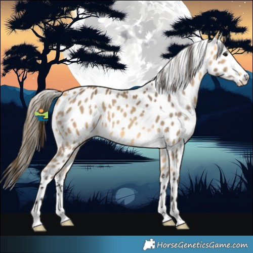 Horse Color:Buckskin Leopard