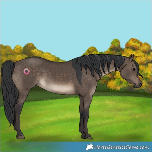 Horse Color:Brown Dun 