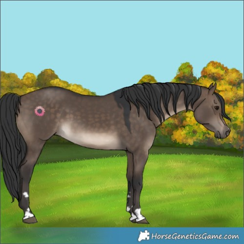 Horse Color:Brown Dun