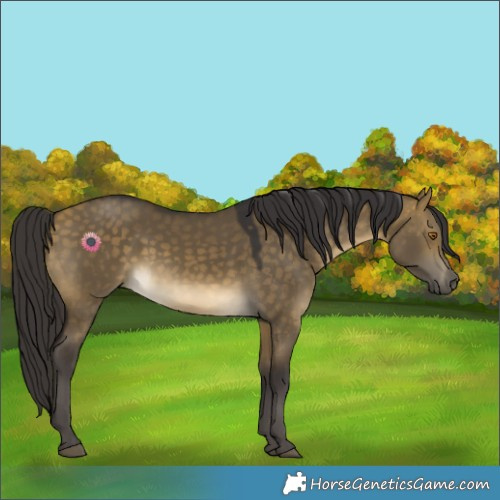 Horse Color:Buckskin Dun