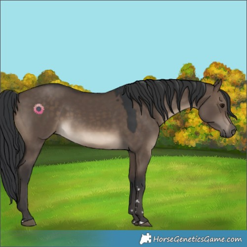Horse Color:Brown Dun 