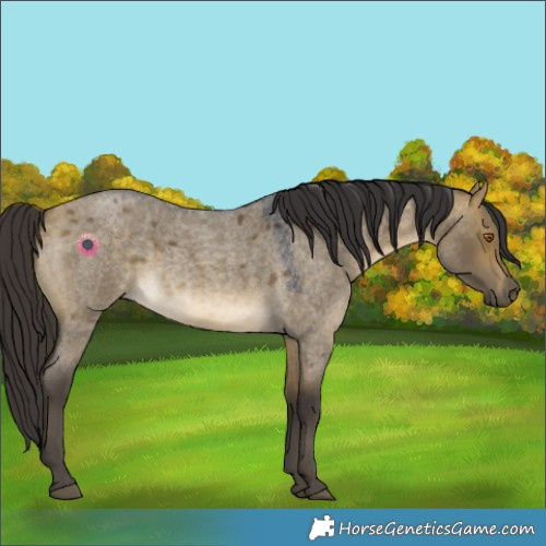 Horse Color:Buckskin Roan Dun